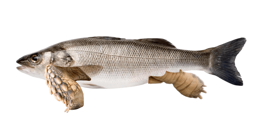 Branzino anfibio