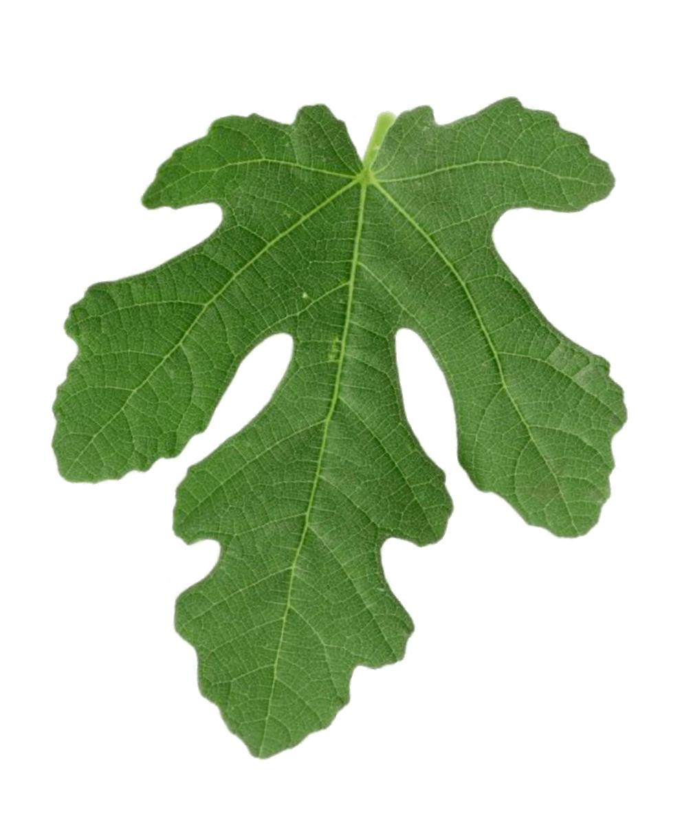 Foglia di fico